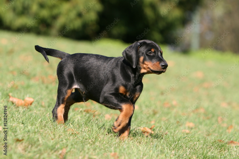 la balade du chiot dobermann dans le jardin la balade du chiot dobermann dans le jardin