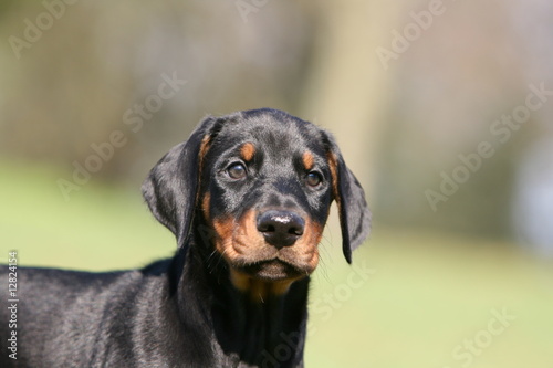 gros plan sur la tete du chiot dobermann