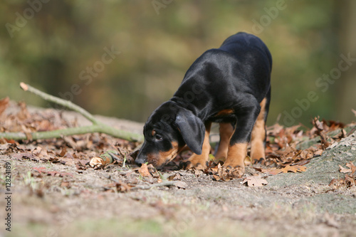 chiot dobermann reniflant le sol en automne