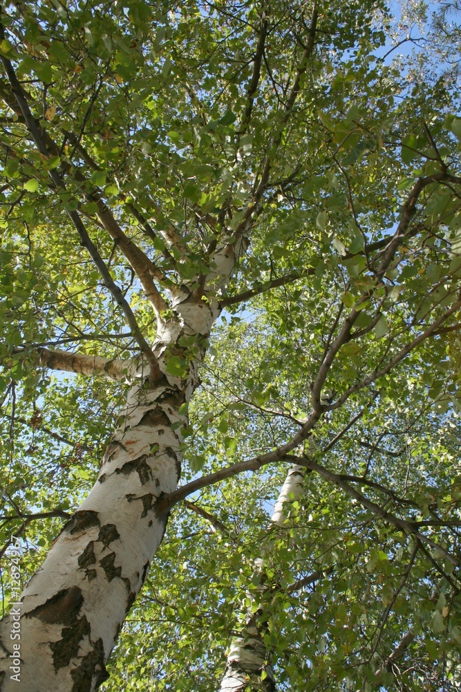 Obraz premium Birch tree