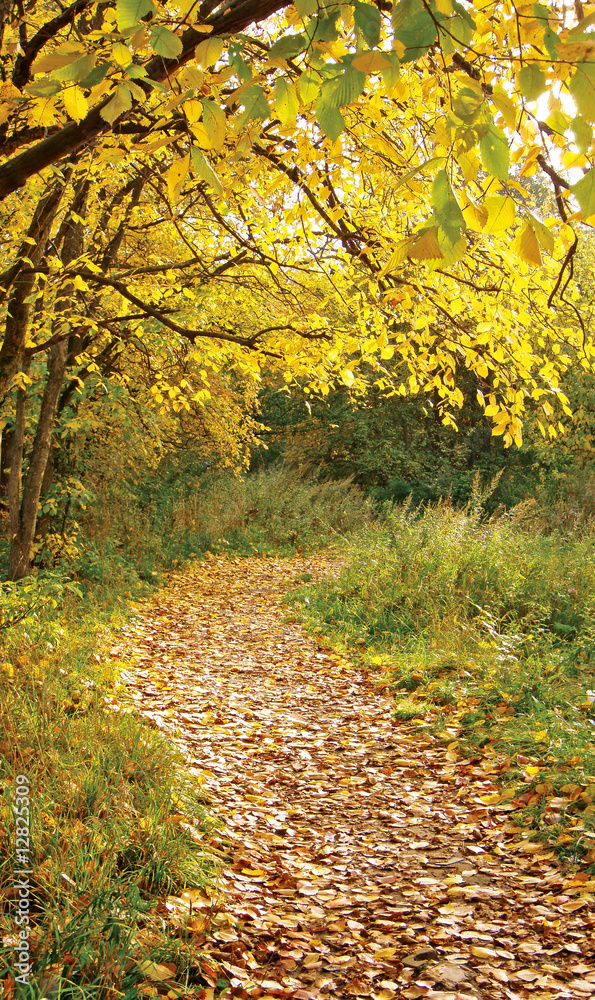 Fototapeta premium A path in the golden autumn.