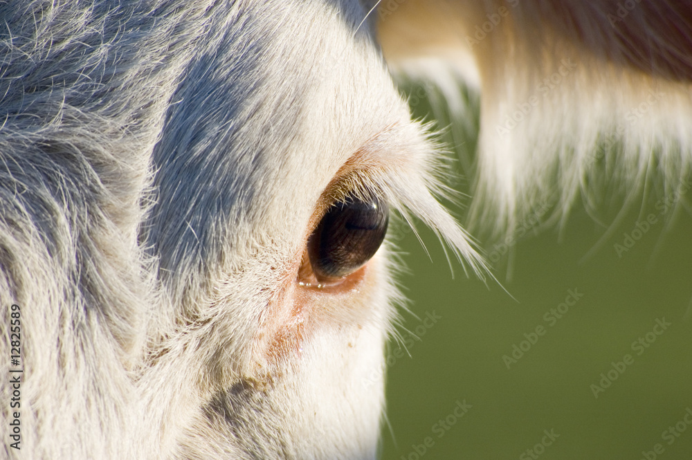 Charolais-Rinder Charolais-Rinder