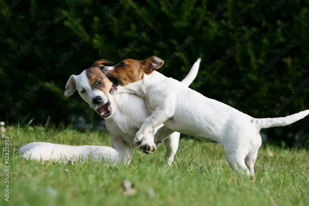 moment d'amusement pour deux jack russel terrier