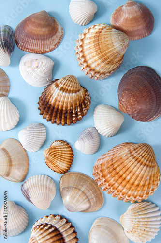 seashell laing on blue background