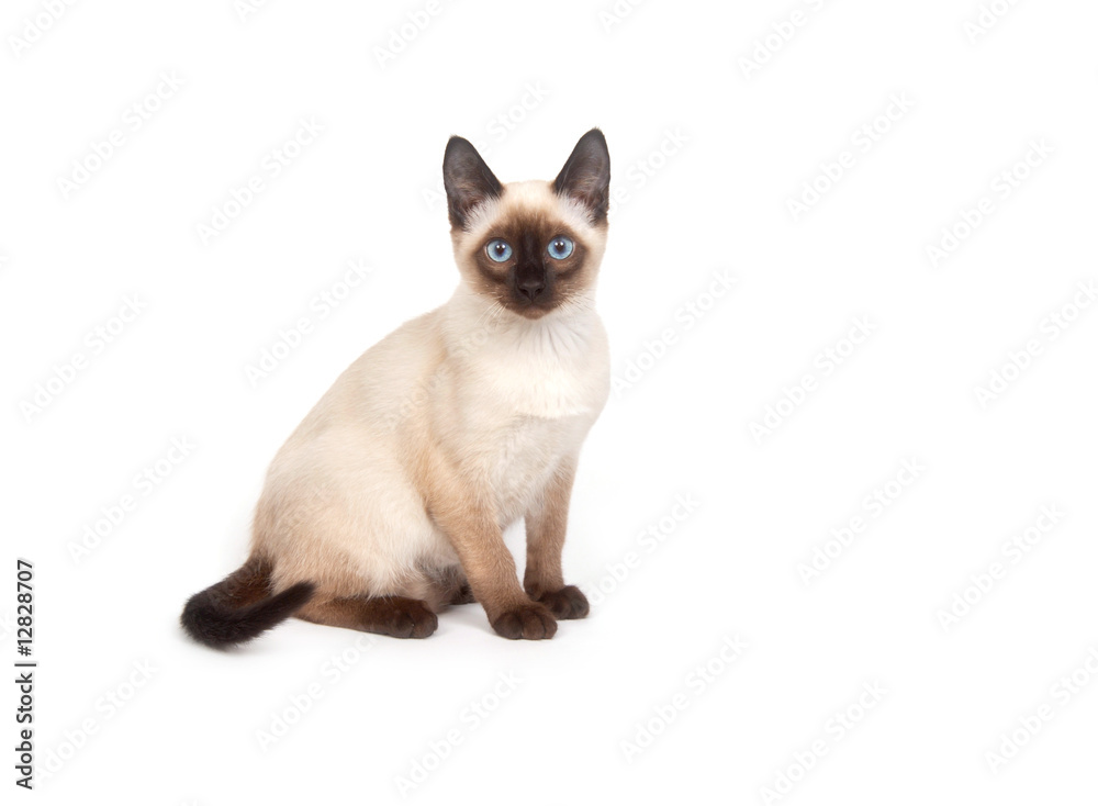A siamese cat with bright blue eyes on a white background