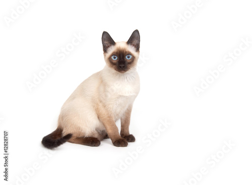 Fototapeta A siamese cat with bright blue eyes on a white background