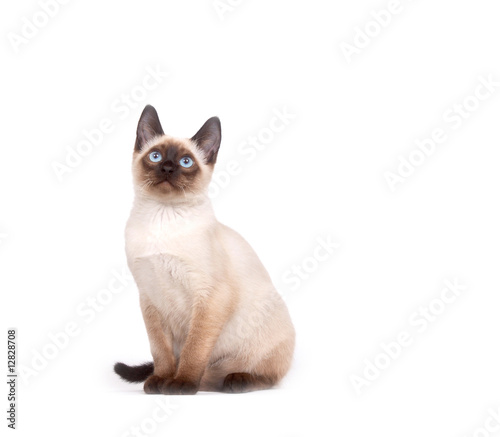 A siamese cat with bright blue eyes on a white background