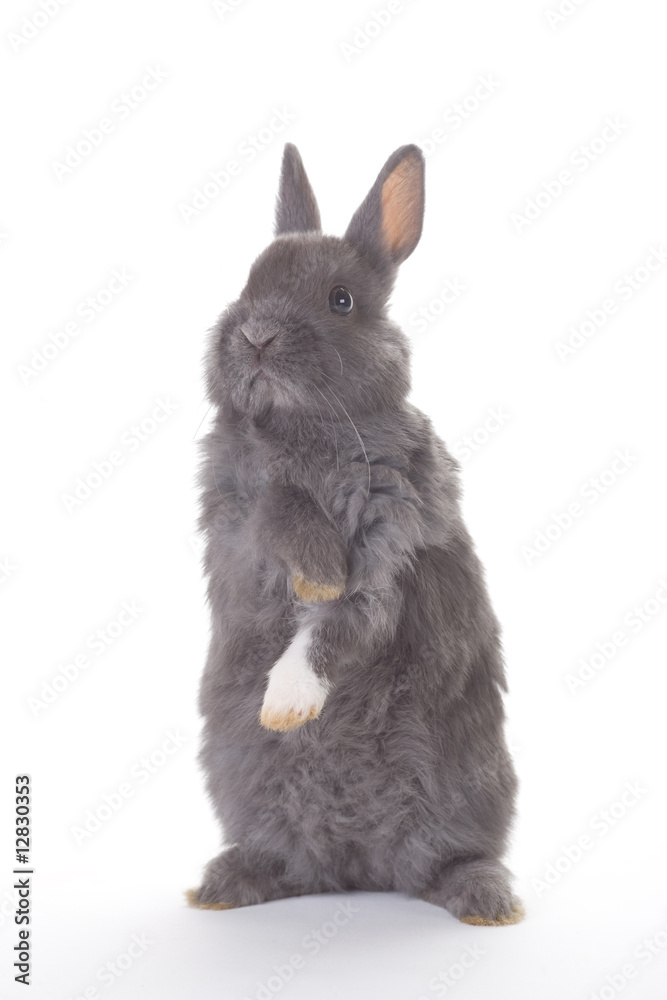 Obraz premium standing grey bunny, isolated on white