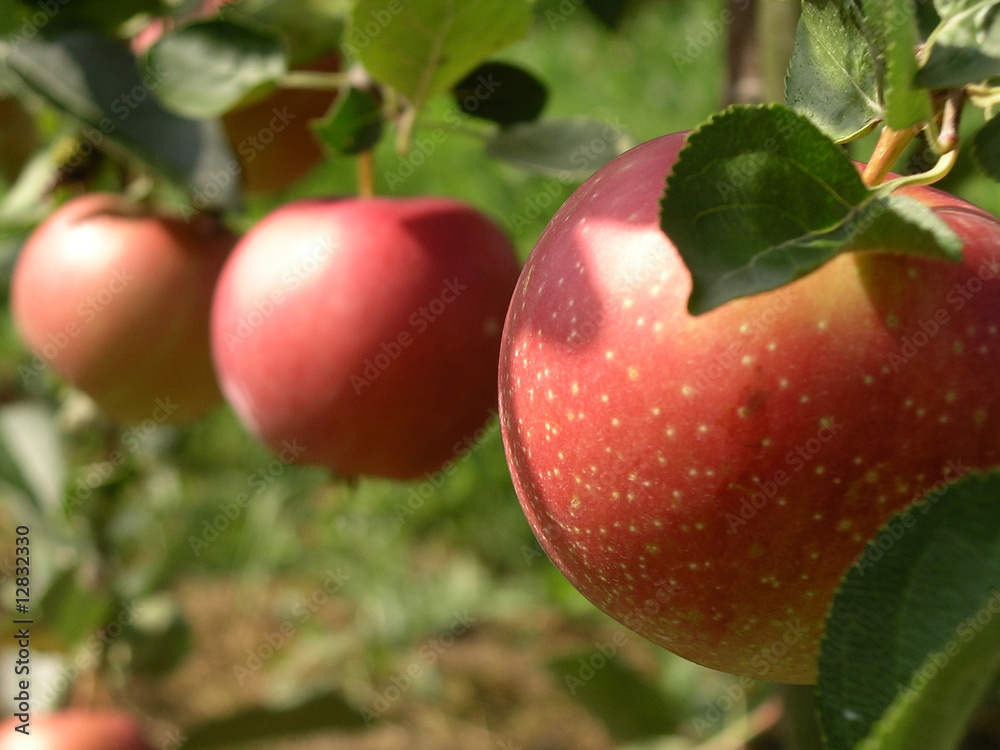 Summerred Apples Summerred Apples