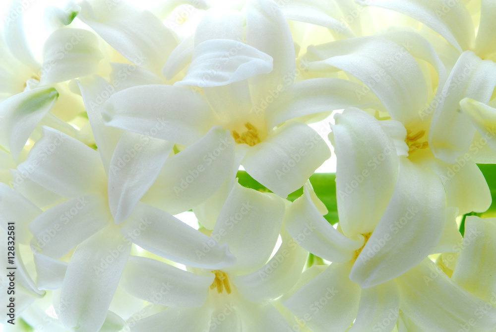close up of white hyacinth flower