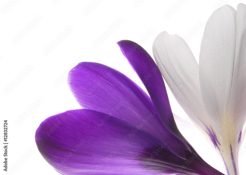 Fototapeta premium blue and white flower