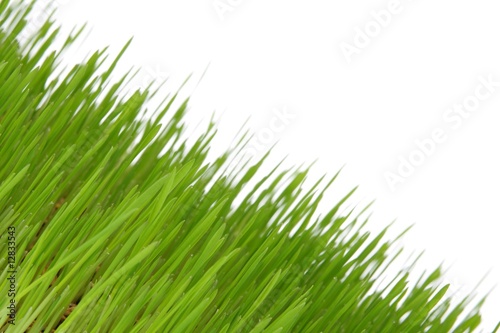 Fresh green grass