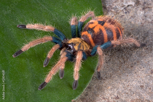 Colorful Tarantula
