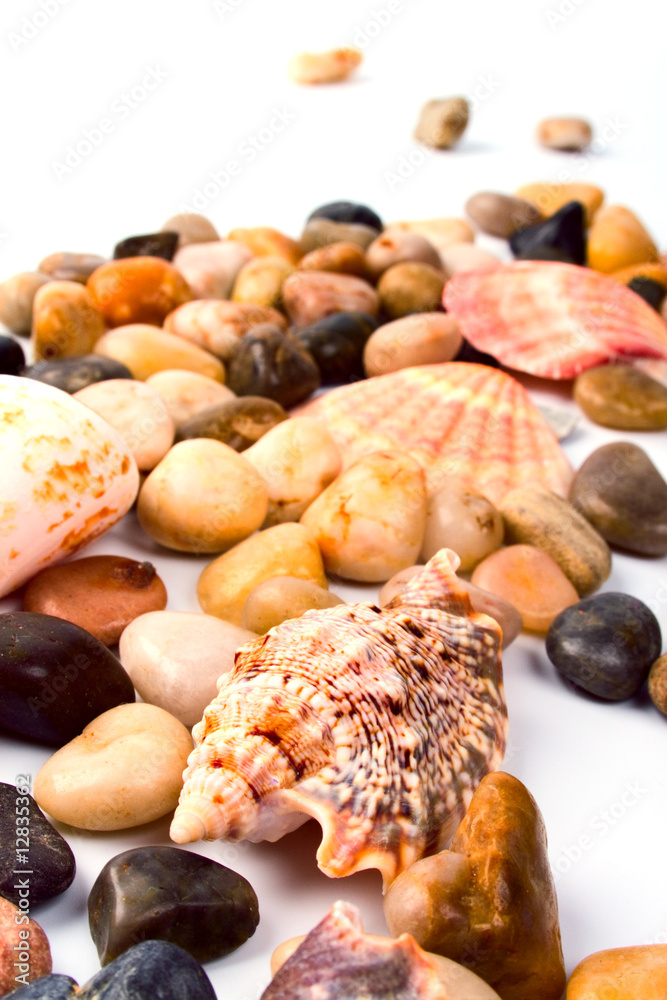 sea shells and pebble