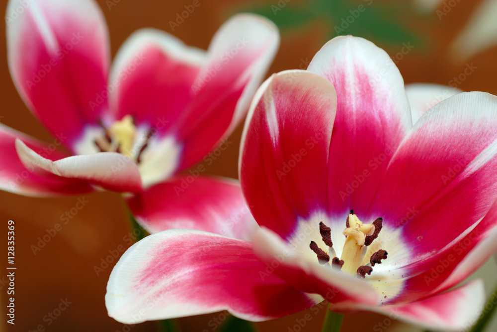 Tulip with open petal