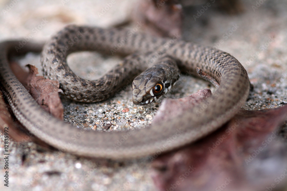 Obraz premium Brown snake