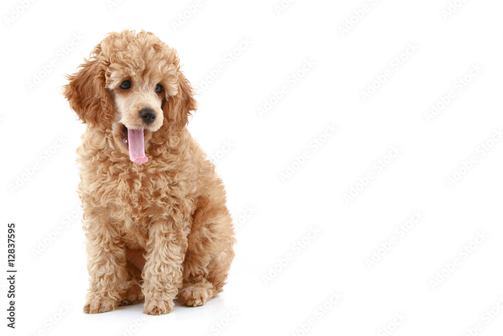 Apricot poodle puppy series Apricot poodle puppy series