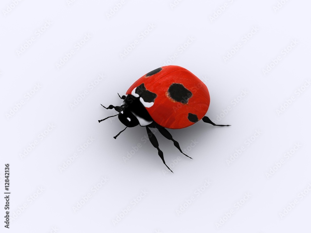 Fototapeta premium A little red lady bug