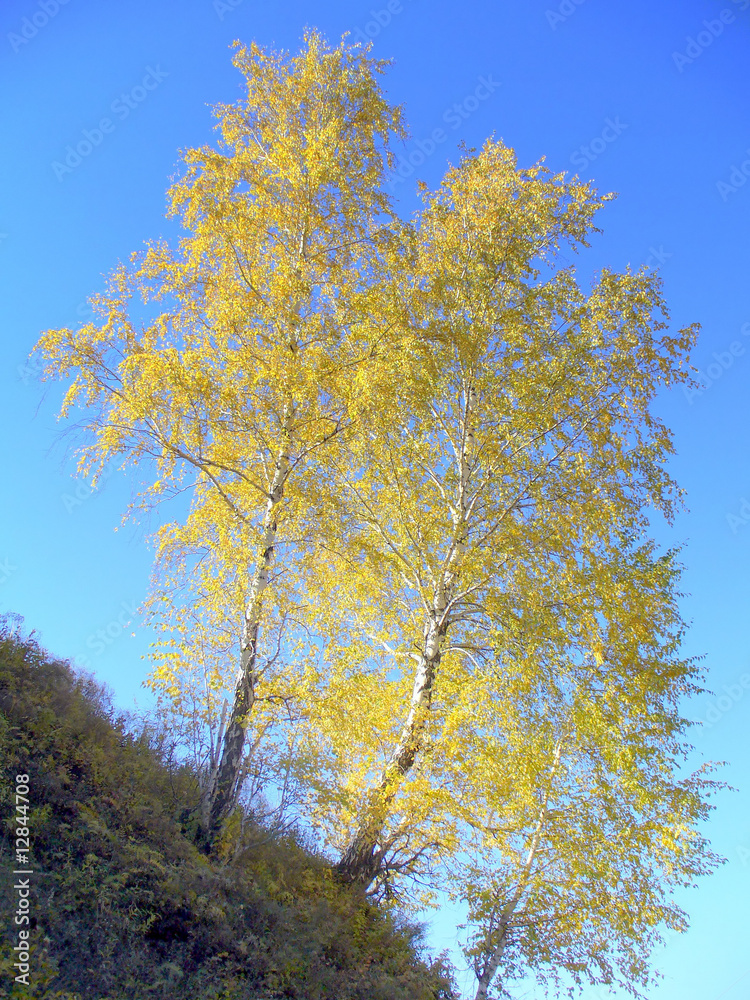 Autumnal birchs Autumnal birchs