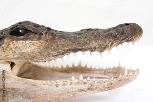 crocodile © ayazad