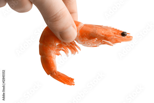 Shrimp