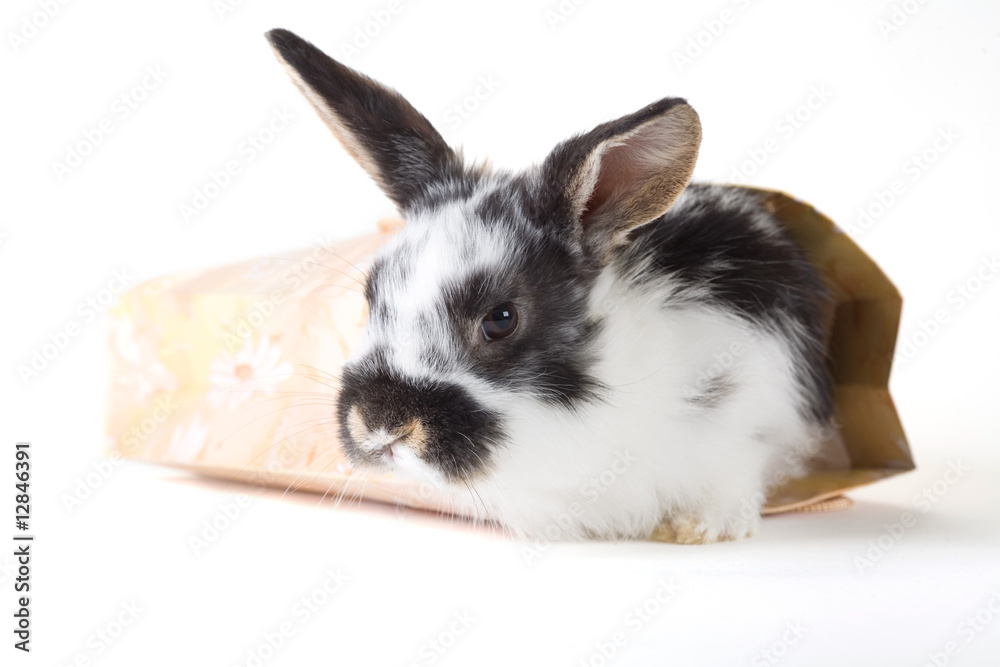 spotted bunny in the bag, isolated