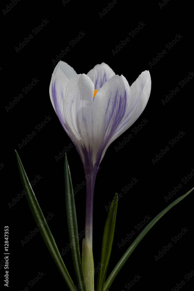 Fototapeta premium Gartenkrokus