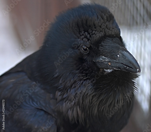 Black raven.