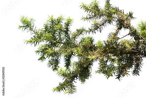 gałązka, twig
