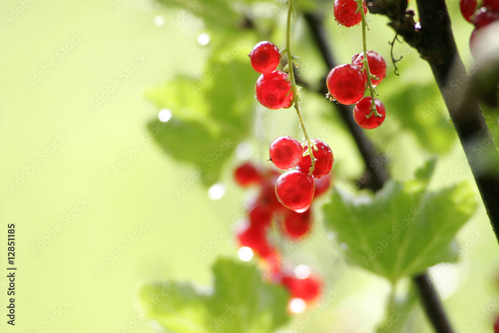 johannisbeeren johannisbeeren