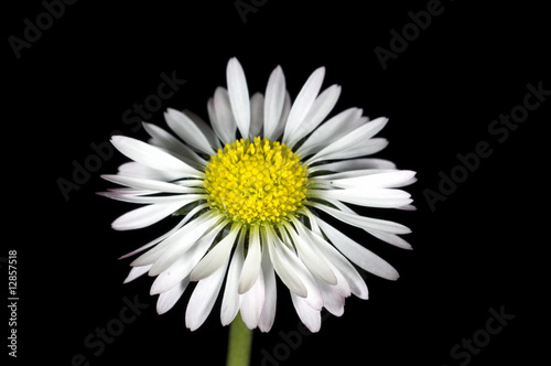 Gaensebluemchen  Bellis  Perennis