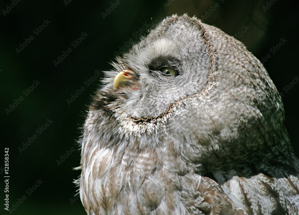 Obraz premium Portrait of a Northern Hawk Owl