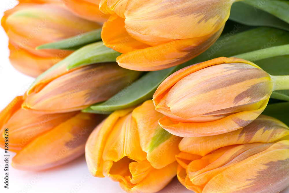 Fototapeta premium fresh tulips