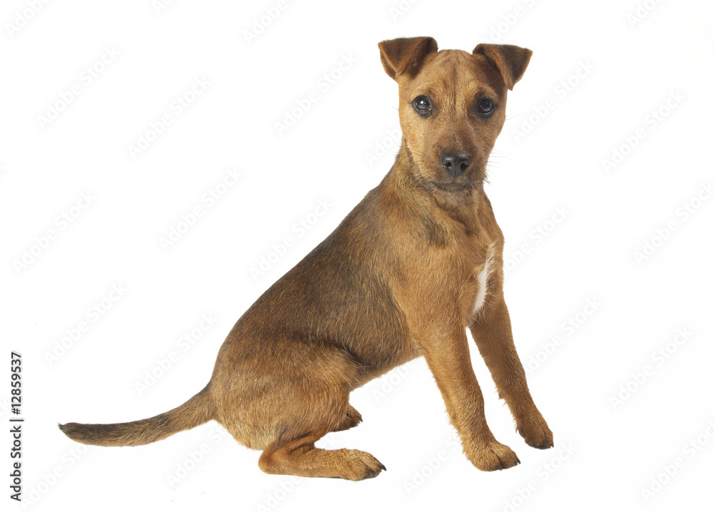 Lakeland terrier puppy.