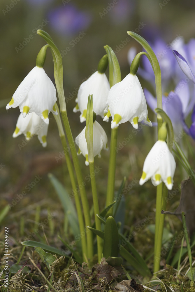 Spring Snowflake, Leucojum vernum, Amarylidaceae Spring Snowflake, Leucojum vernum, Amarylidaceae