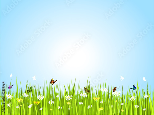 Fototapeta Naklejka Na Ścianę i Meble -  butterflies in grass