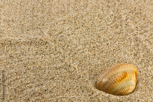 sand and sea shell