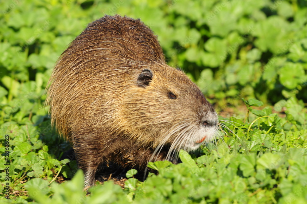 Nutria (Myocastor coypus) at Agamon Ahula Lake, Israel Nutria (Myocastor coypus) at Agamon Ahula Lake, Israel