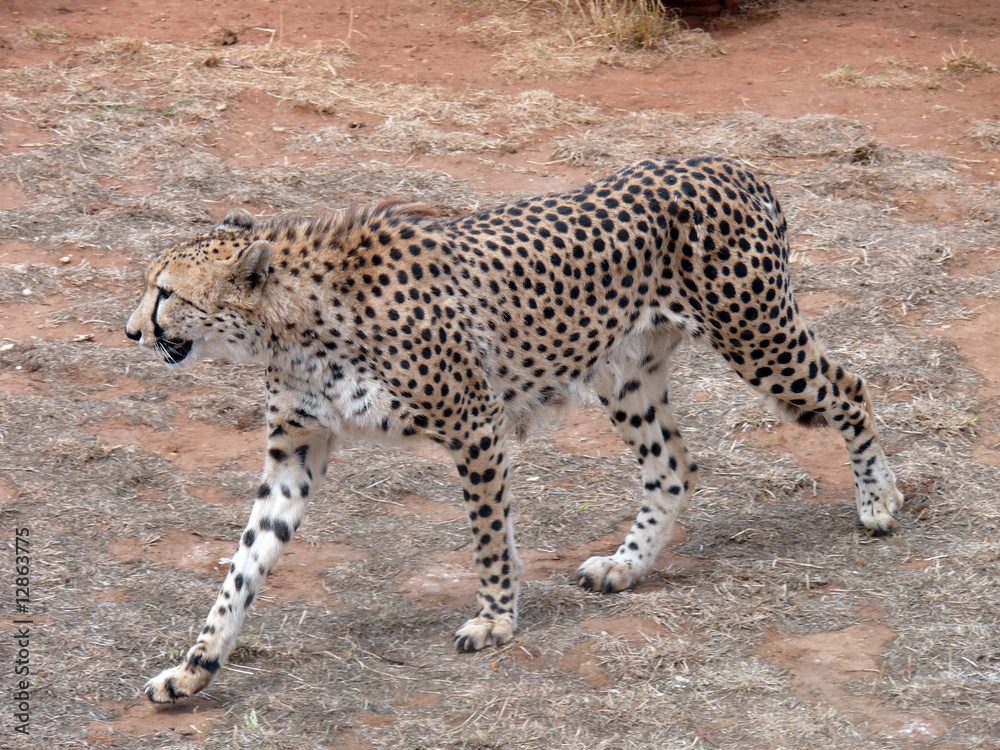 side view cheetah side view cheetah