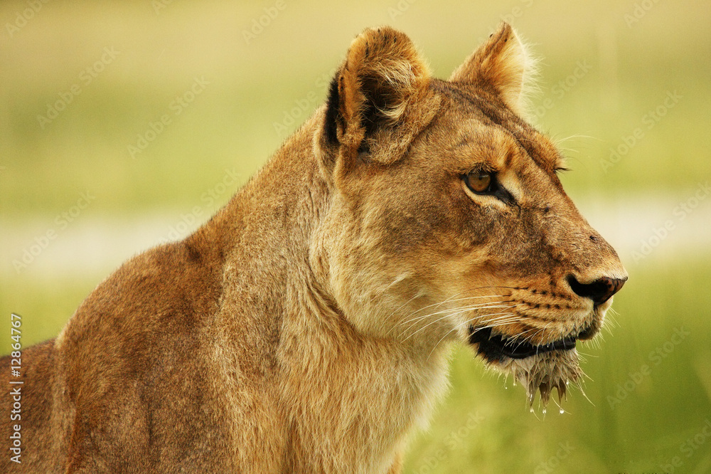 Fototapeta premium lion 5