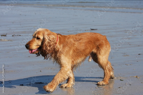 Obraz na płótnie cocker anglais spaniel