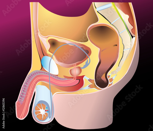 Male Reproduction System photo