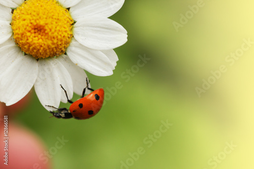 Fototapeta Naklejka Na Ścianę i Meble -  Ladybug on daisy flower