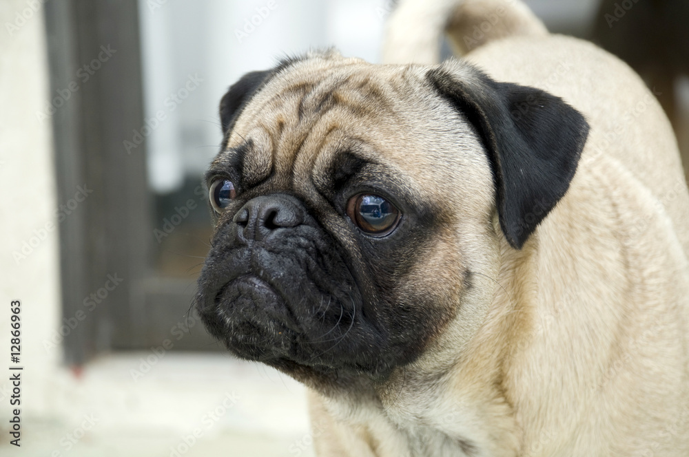 Pug with Wrinkles and Expressive Face Pug with Wrinkles and Expressive Face