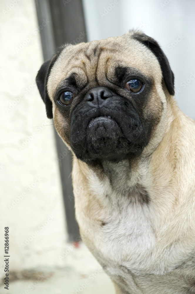 Pug with Expressive Face