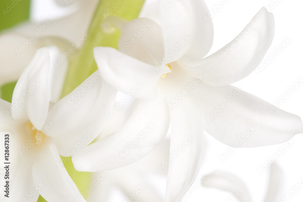 Macro shot of hyacinth flower