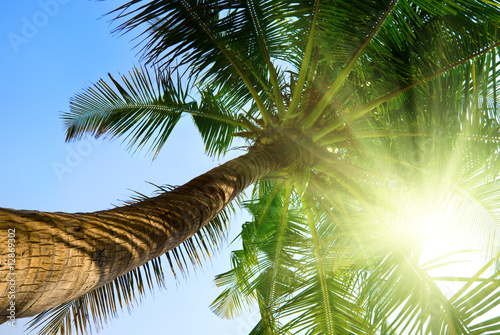 palm and morning sky