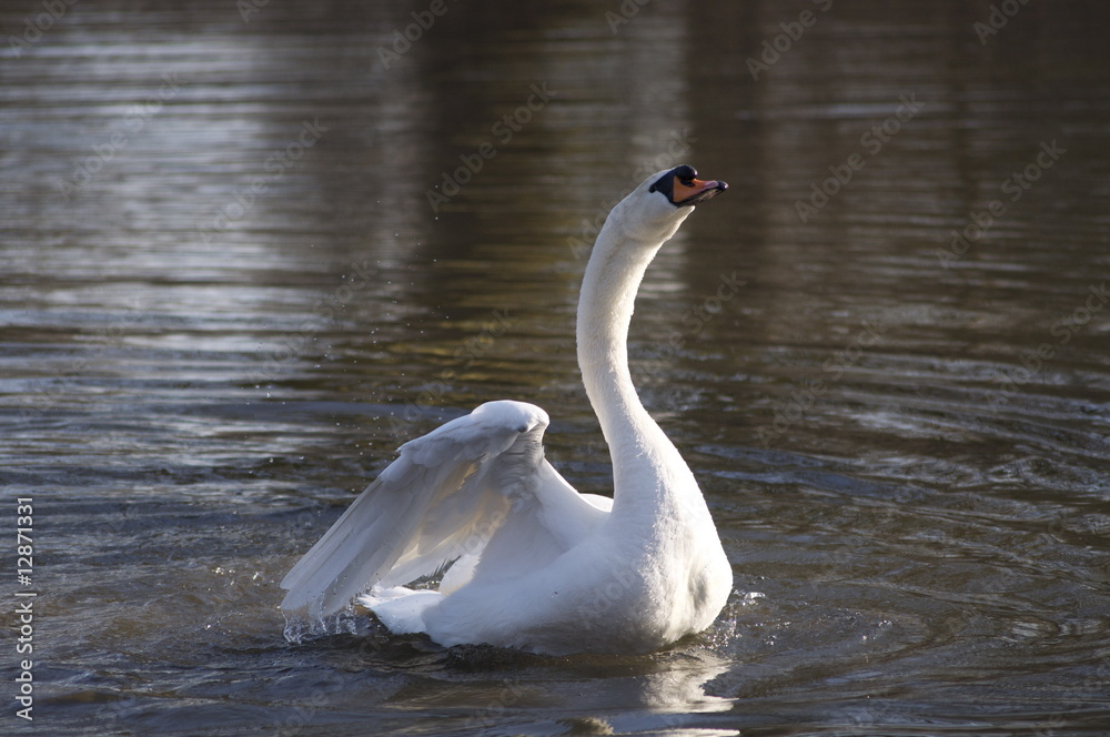 Fototapeta premium Schwan