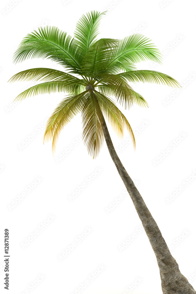 Fototapeta premium Palm tree isolated on white background with clipping path