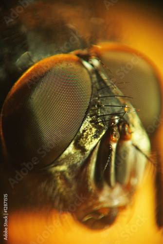 Micro shot of fly head